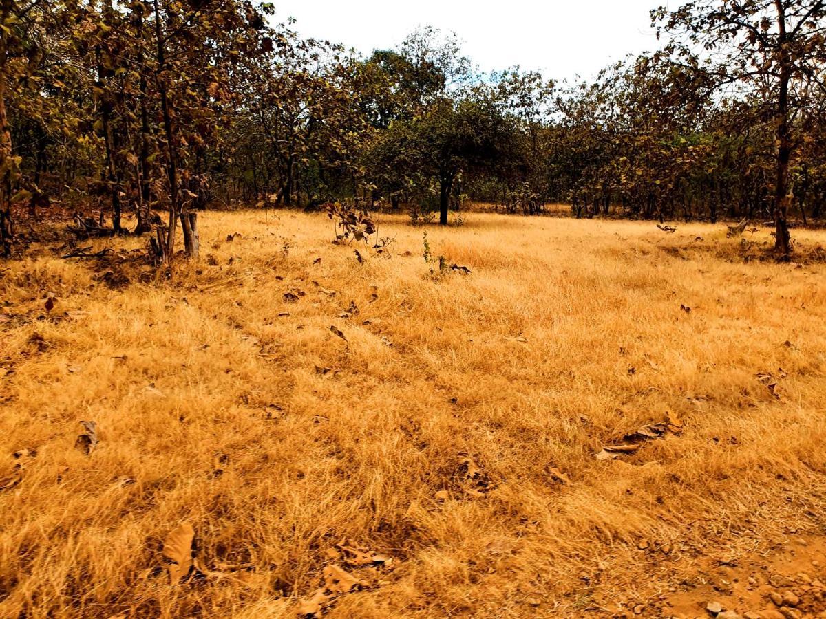 The Wilds Villa Gir Jungle Stay With Swimming Pool Sasan Gir Exterior foto